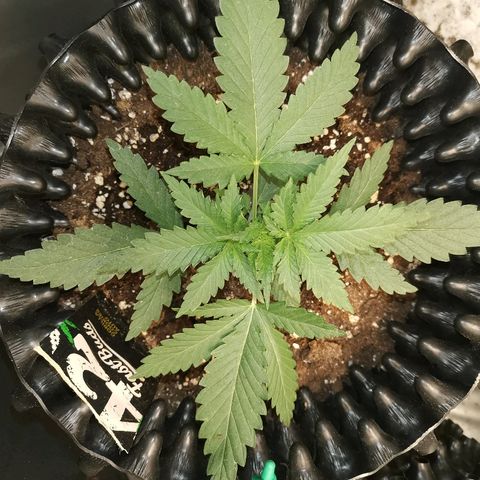 Gorilla Cookies Auto growlog timeline photo