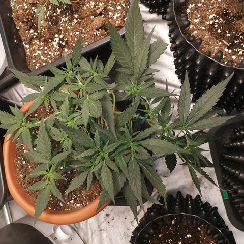 Autogelato fast growlog timeline photo