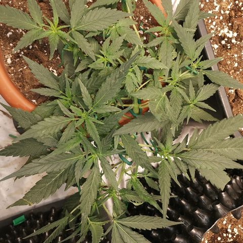 Autogelato fast growlog timeline photo