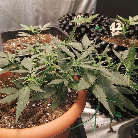 Autogelato fast growlog timeline photo