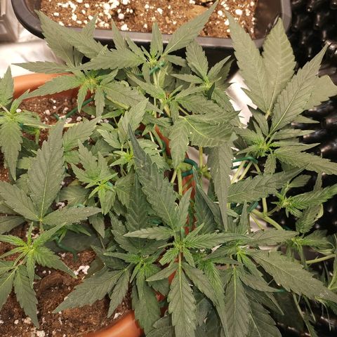 Autogelato fast growlog timeline photo