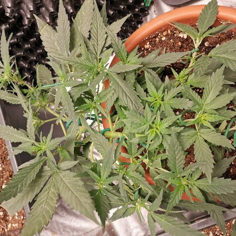 Autogelato fast growlog timeline photo