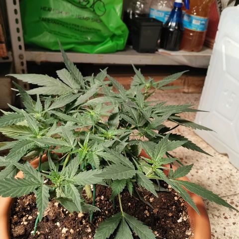 Autogelato fast growlog timeline photo