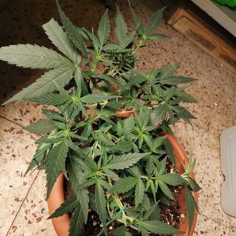 Autogelato fast growlog timeline photo