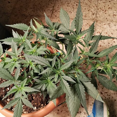 Autogelato fast growlog timeline photo
