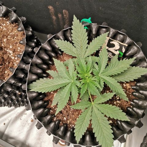 Gorilla Cookies Auto growlog timeline photo