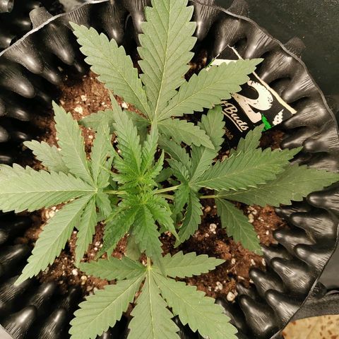 Gorilla Cookies Auto growlog timeline photo