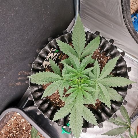 Gorilla Cookies Auto growlog timeline photo
