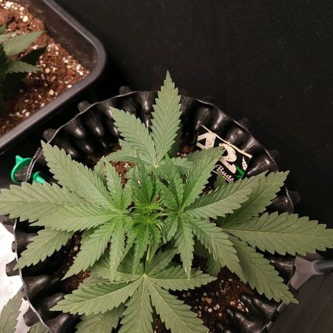 Gorilla Cookies Auto growlog timeline photo