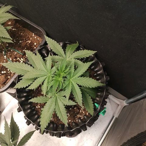 Gorilla Cookies Auto growlog timeline photo