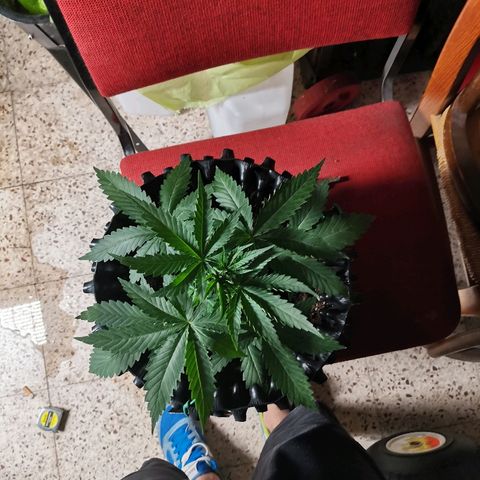 Gorilla Cookies Auto growlog timeline photo