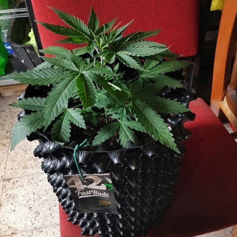 Gorilla Cookies Auto growlog timeline photo
