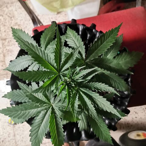 Gorilla Cookies Auto growlog timeline photo