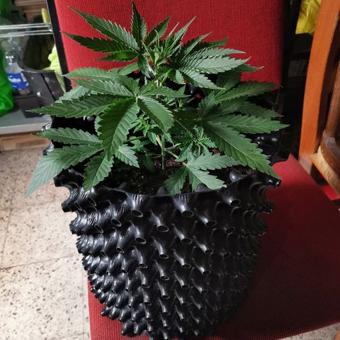 Gorilla Cookies Auto growlog timeline photo