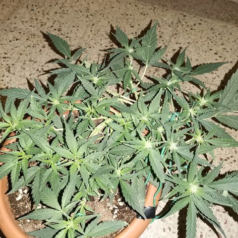 Autogelato fast growlog timeline photo