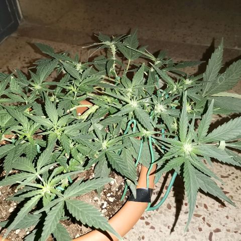 Autogelato fast growlog timeline photo