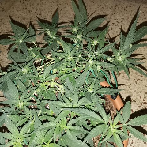 Autogelato fast growlog timeline photo
