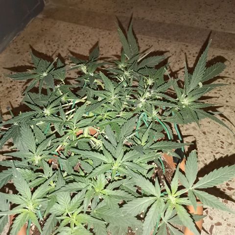 Autogelato fast growlog timeline photo