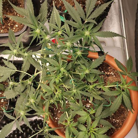 Autogelato fast growlog timeline photo