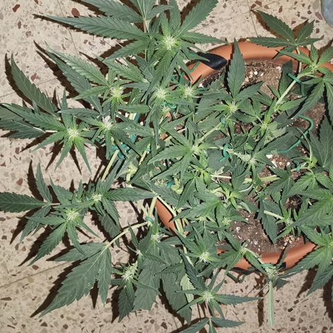 Autogelato fast growlog timeline photo