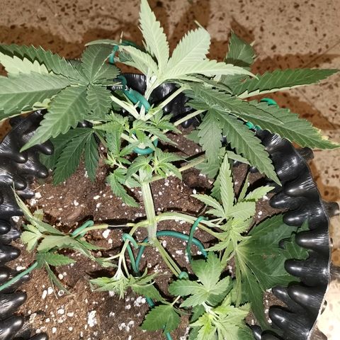 Gorilla Cookies Auto growlog photo: Ho cominciato a fare lst al giorno numero 23
