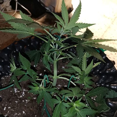 Gorilla Cookies Auto growlog photo: Ho cominciato a fare lst al giorno numero 23