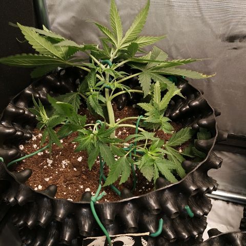 Gorilla Cookies Auto growlog photo: Ho cominciato a fare lst al giorno numero 23