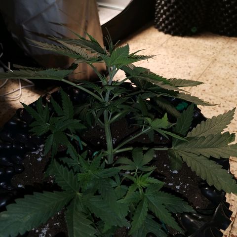 Gorilla Cookies Auto growlog photo: Ho cominciato a fare lst al giorno numero 23