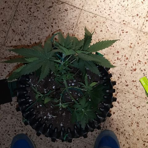 Gorilla Cookies Auto growlog photo: Ho cominciato a fare lst al giorno numero 23