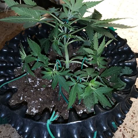 Gorilla Cookies Auto growlog photo: Ho cominciato a fare lst al giorno numero 23