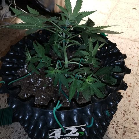 Gorilla Cookies Auto growlog photo: Ho cominciato a fare lst al giorno numero 23