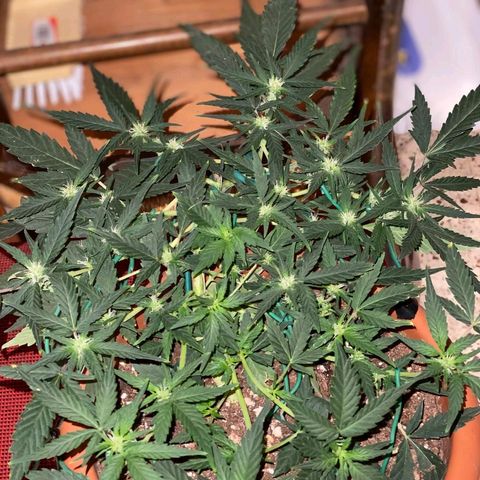 Autogelato fast growlog timeline photo