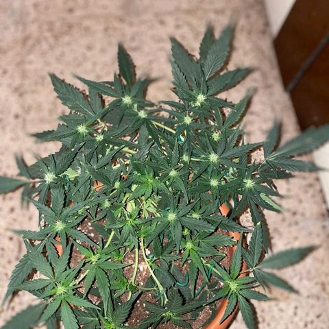 Autogelato fast growlog timeline photo