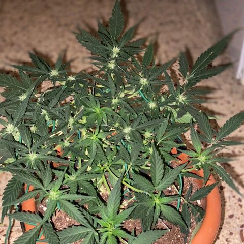 Autogelato fast growlog timeline photo