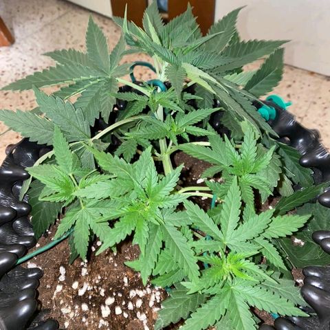 Gorilla Cookies Auto growlog photo: Dopo 12 h dall lst