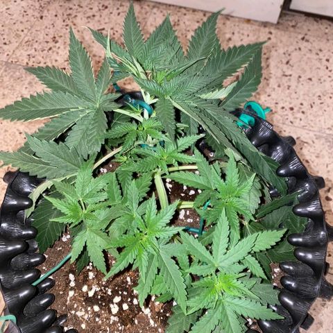 Gorilla Cookies Auto growlog photo: Dopo 12 h dall lst
