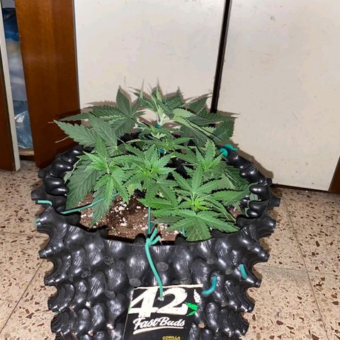 Gorilla Cookies Auto growlog photo: Dopo 12 h dall lst