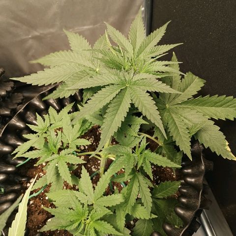 Gorilla Cookies Auto growlog timeline photo