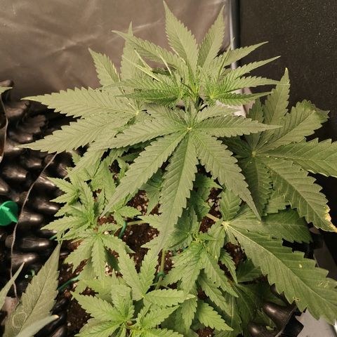 Gorilla Cookies Auto growlog timeline photo
