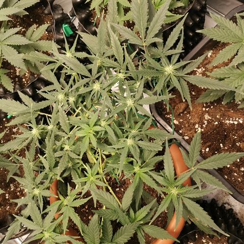Autogelato fast growlog timeline photo