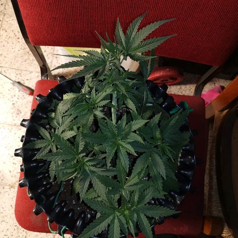 Gorilla Cookies Auto growlog timeline photo