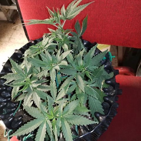 Gorilla Cookies Auto growlog timeline photo