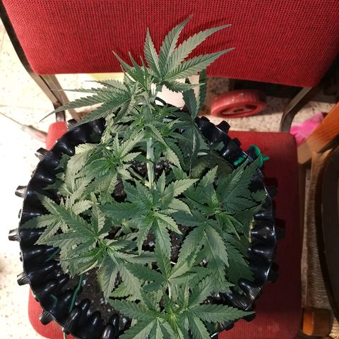 Gorilla Cookies Auto growlog timeline photo