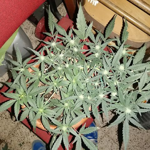 Autogelato fast growlog timeline photo
