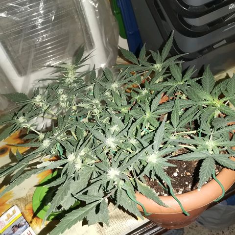 Autogelato fast growlog timeline photo