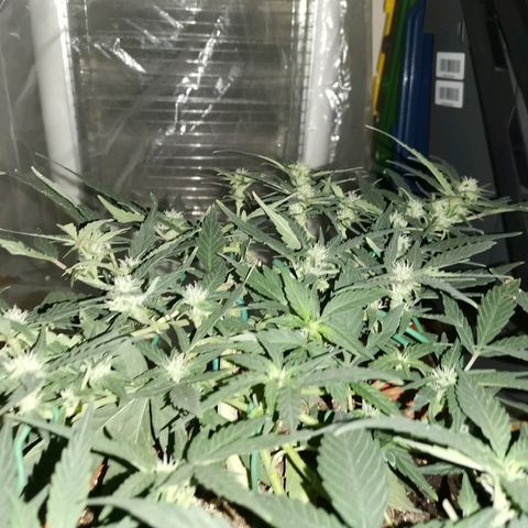 Autogelato fast growlog timeline photo