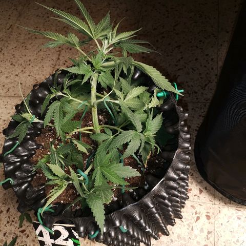Gorilla Cookies Auto growlog timeline photo