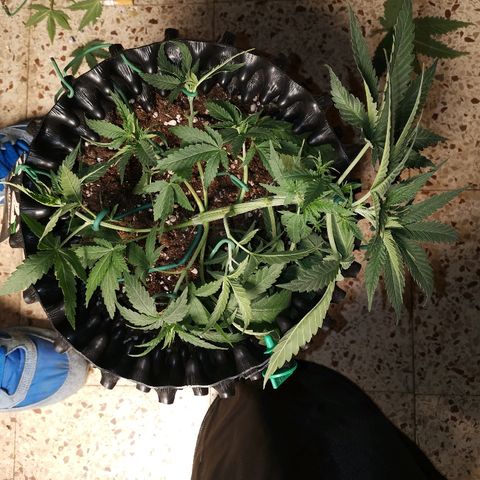 Gorilla Cookies Auto growlog timeline photo