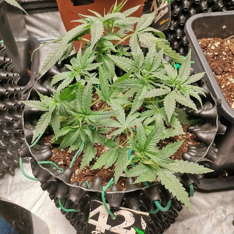 Gorilla Cookies Auto growlog timeline photo