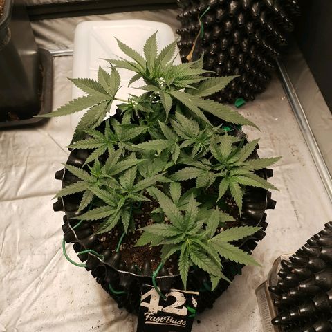Gorilla Cookies Auto growlog timeline photo